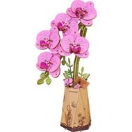 Purple Moth Orchid - Orchidea viola. Robotime