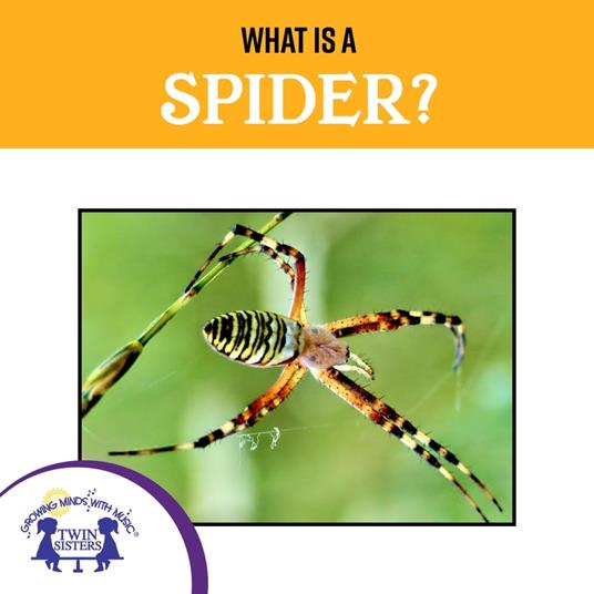 What Is A Spider?