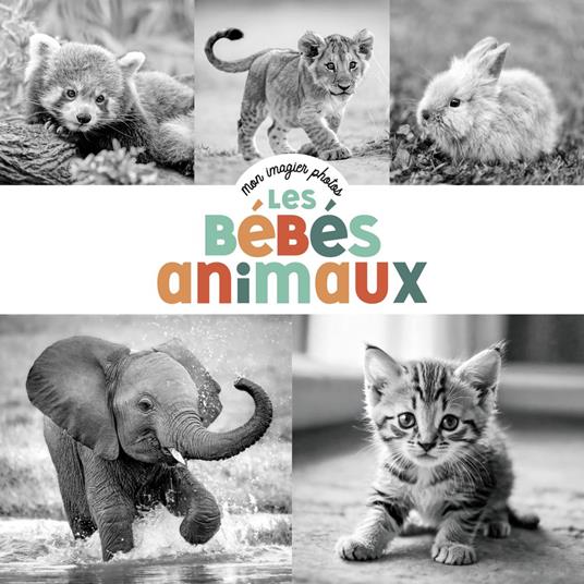 Mon imagier photos- Les bébés animaux - Jeunesse Studio Casterman - ebook