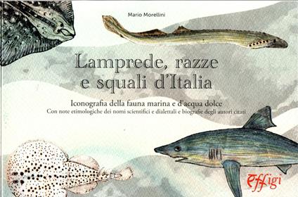 Lamprede, razze e squali d'Italia. Iconografia della fauna marina e d'acqua dolce - Mario Morellini - copertina